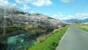 三重県の菰野町の桜